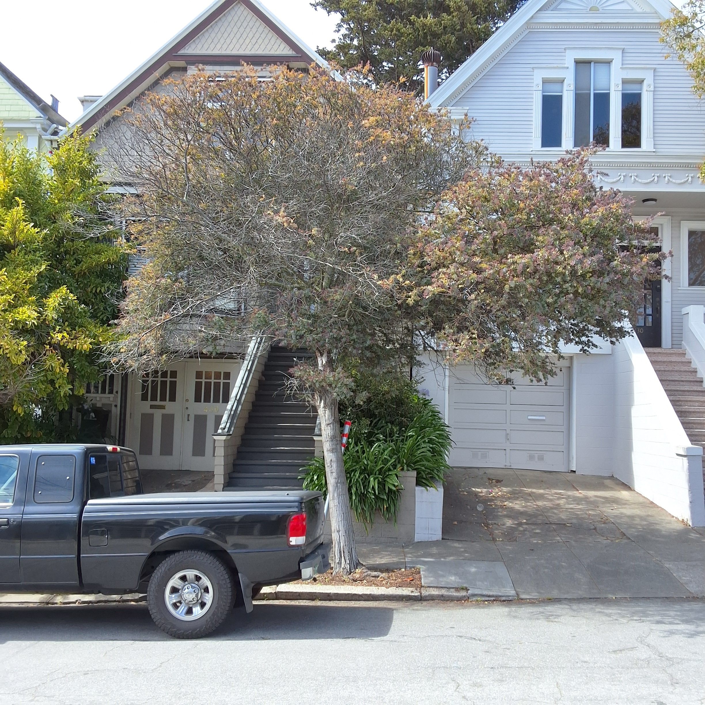 436 Arlington St. tree