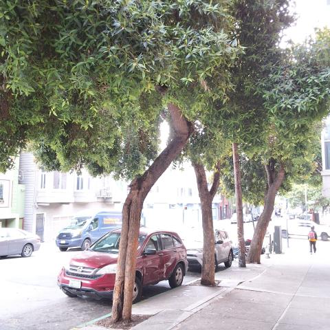 1333 Larkin St. tree