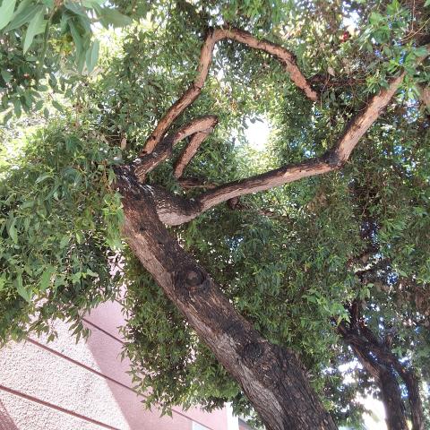 1333 Larkin St. tree