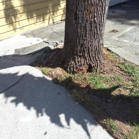 451 Ivy St. tree